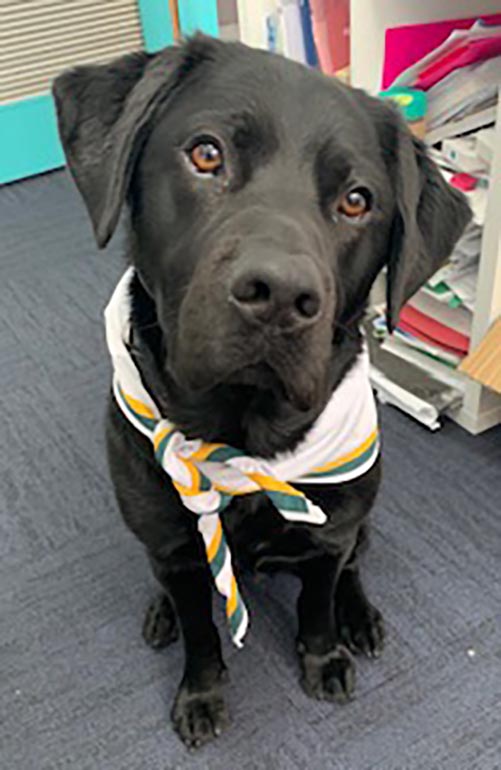 Apollo at school