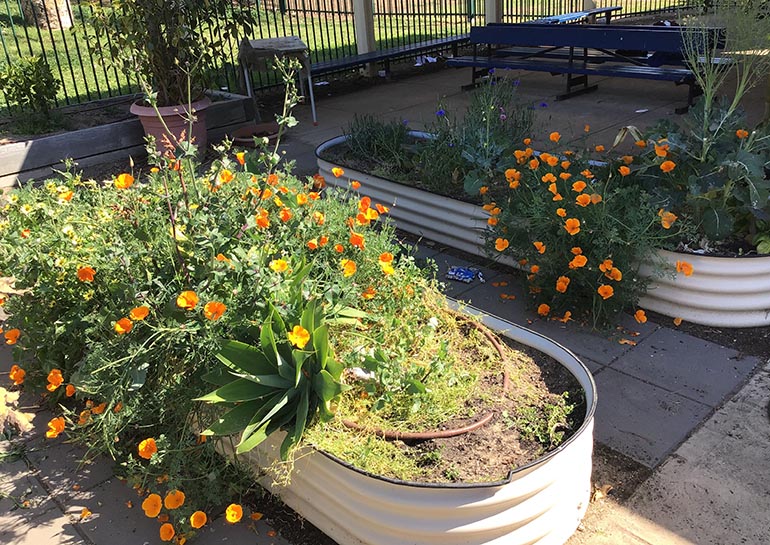 Garden at Kidman Park Primary School